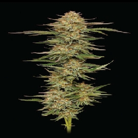 Orange Cream Pop > Humboldt Seed Company